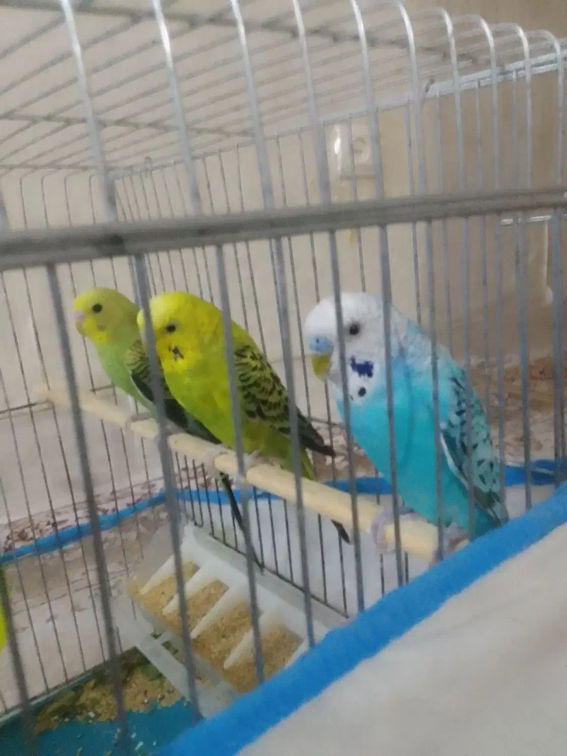 مرغ عشق نر و ماده و دو عدد جوجه|پرنده|صدرا-فارس, فاز ۲|دیوار