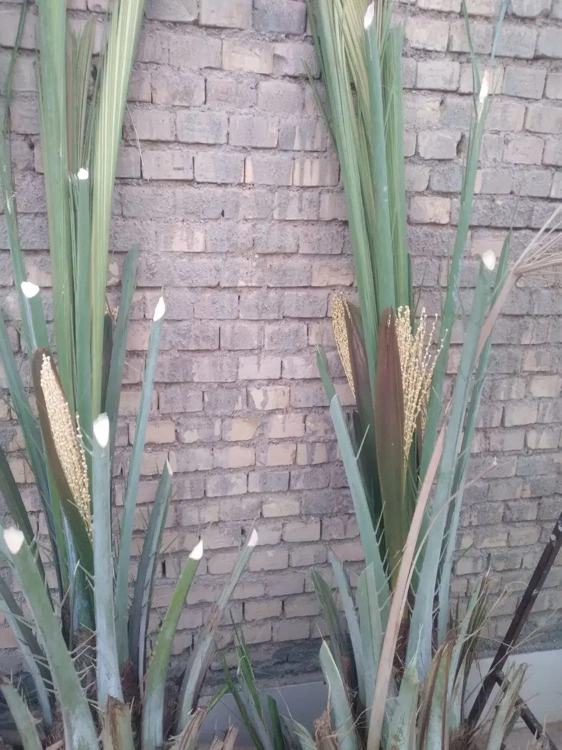 برحی|لوازم التحریر|کارون, |دیوار