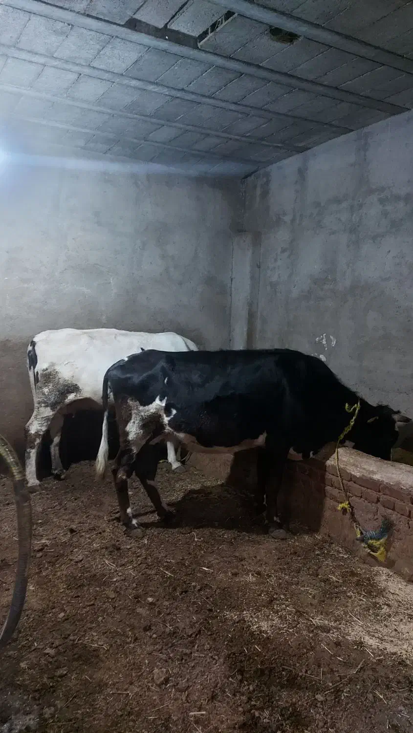 دو عدد آبستن. آدرس خود‌ شهر مراغه .|حیوانات مزرعه|مراغه, |دیوار