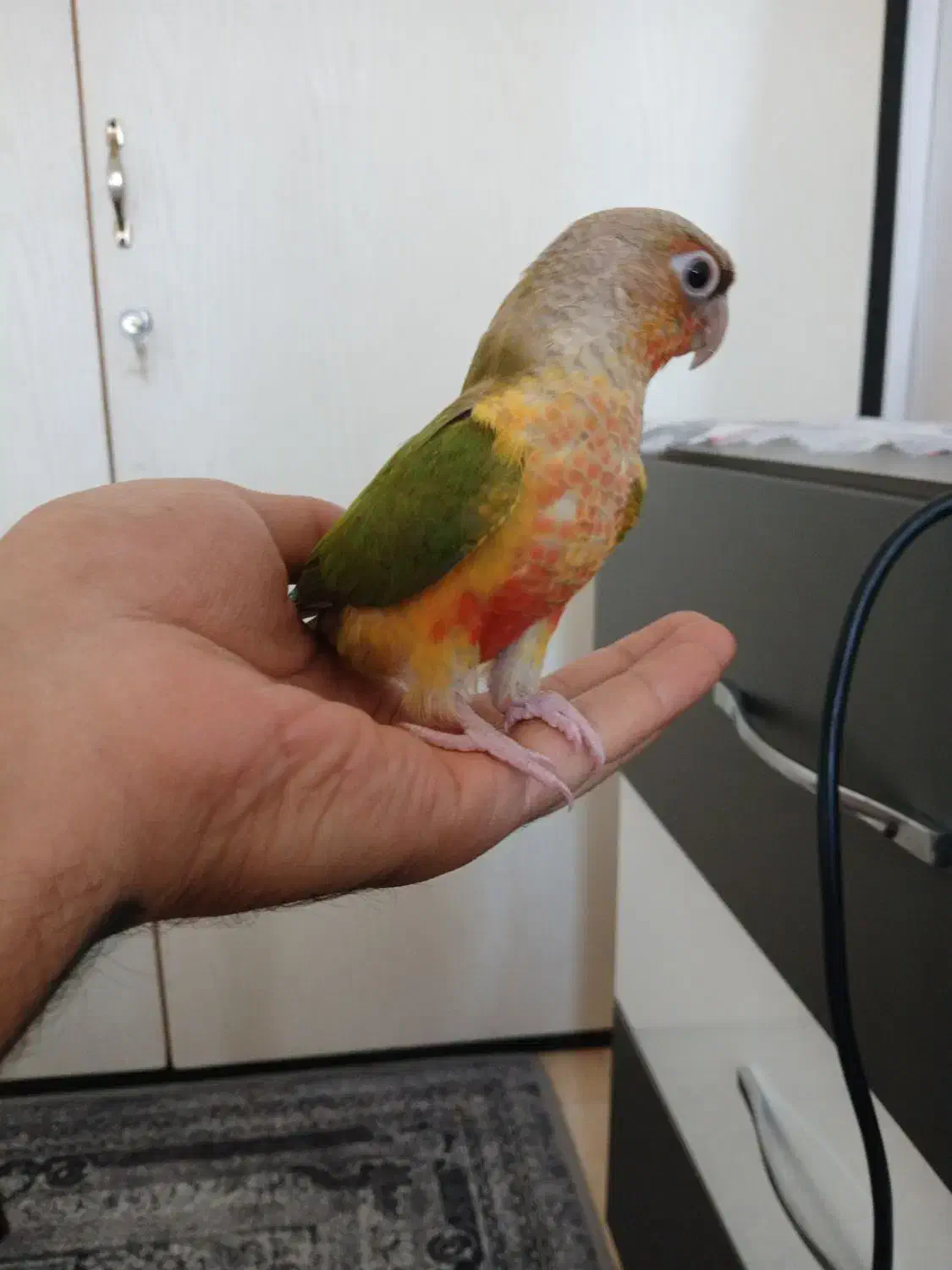 گرینچیک رام فول رد|پرنده|هشتگرد, شهرک آرتیمان|دیوار