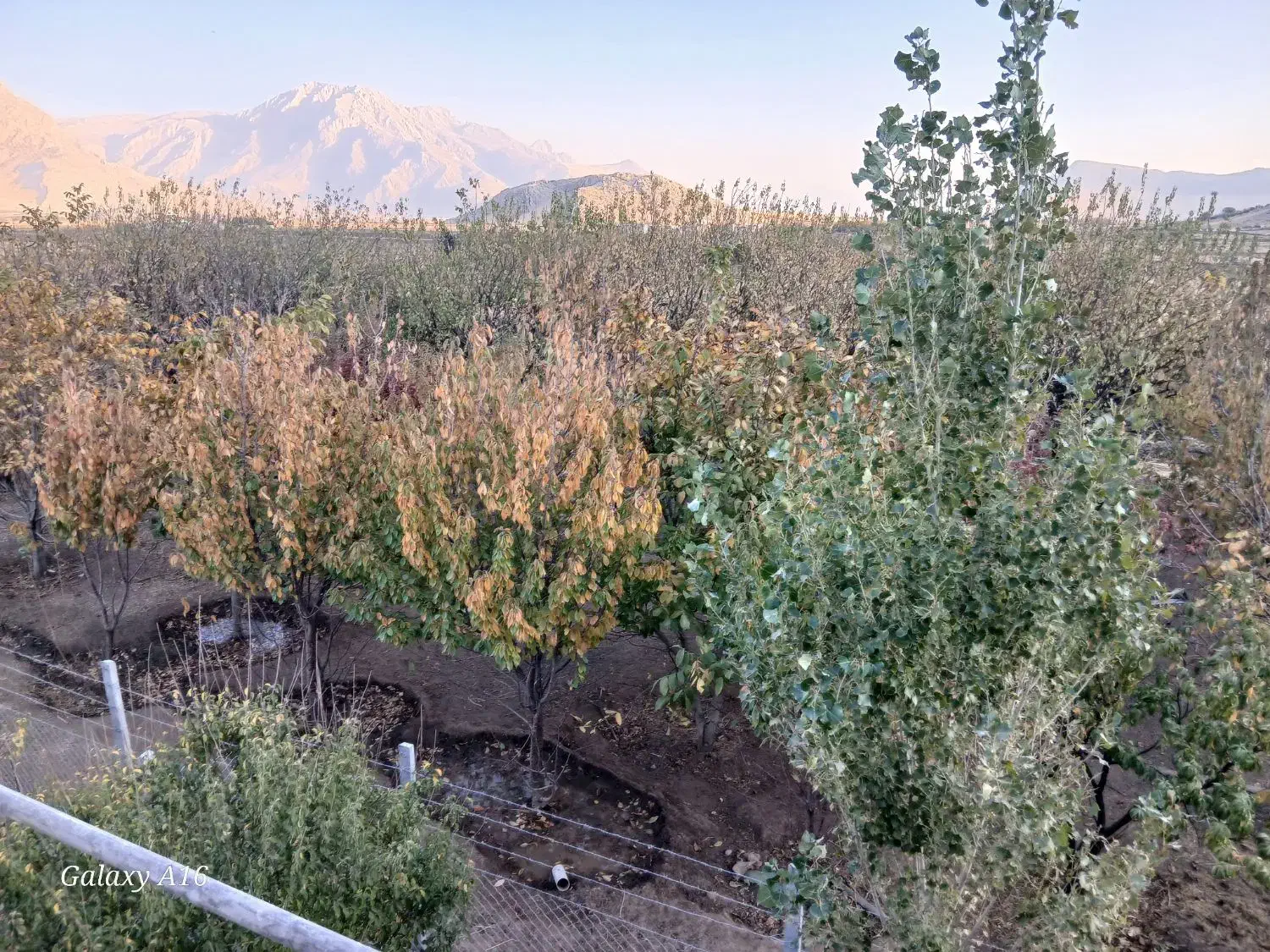 باغ|فروش زمین و ملک کلنگی|کرمانشاه, |دیوار