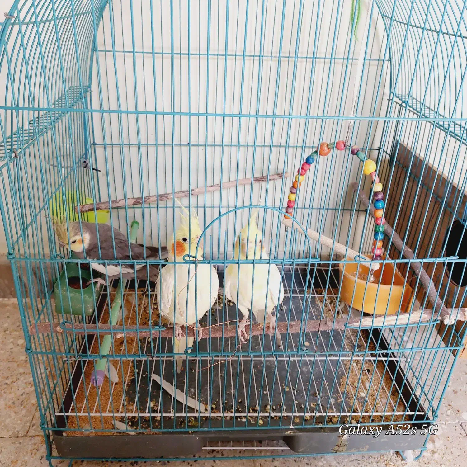 دو جفت عروس هلندی. باقفس . معاوضه با قناری|پرنده|فولادشهر, B5|دیوار