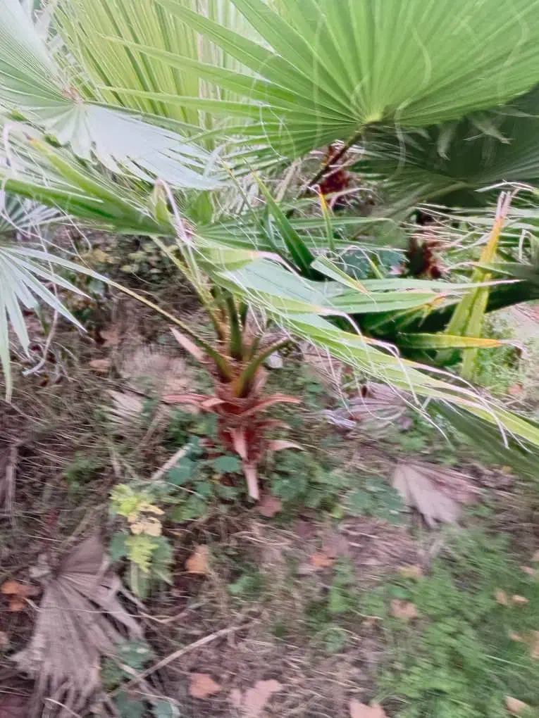 نهال پالم واشنگتن تنه قرمز|گل و گیاه طبیعی|آمل, |دیوار