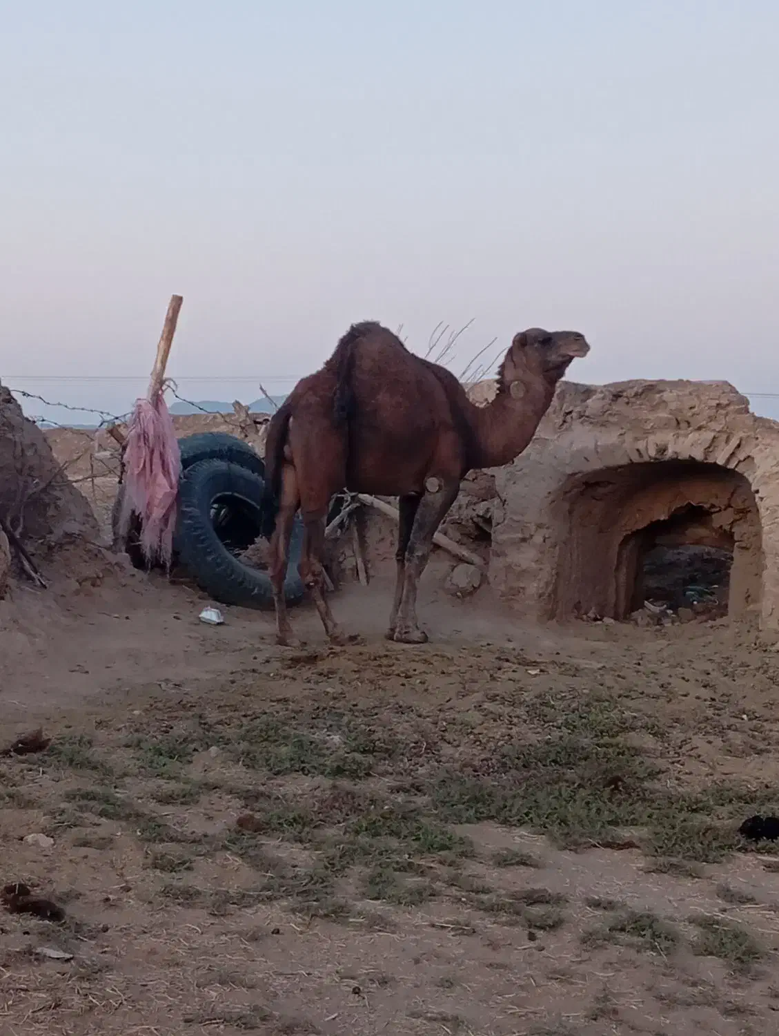 لوک فروشی|حیوانات مزرعه|جلگه ماژان, |دیوار