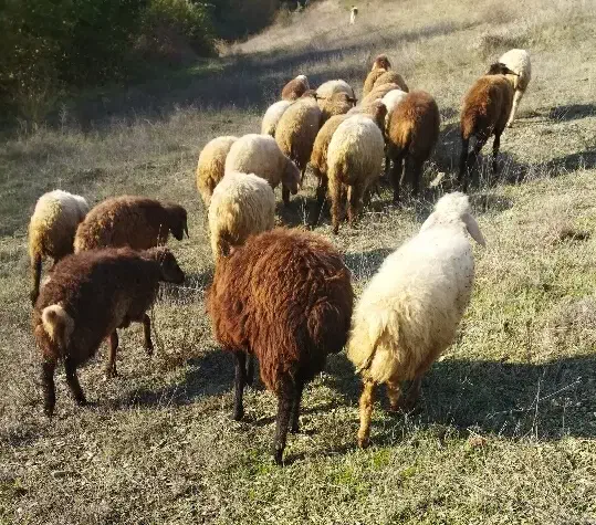 گوسفند|حیوانات مزرعه|آبش احمد, |دیوار