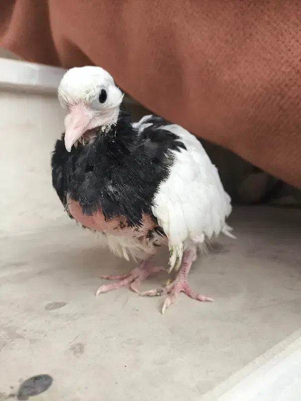 جوجه طوقی سیاه دم سفیدو ... ای . خوم کوچیک|پرنده|دوگنبدان, |دیوار