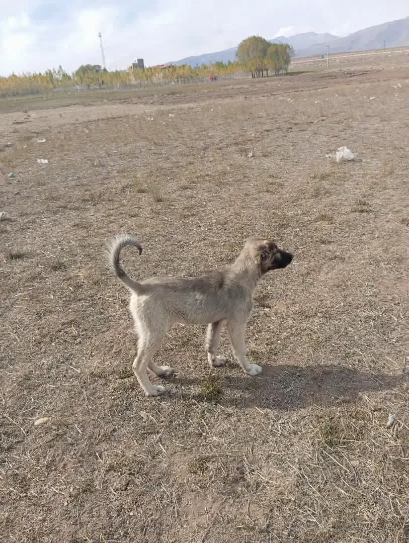 توله سرابی 3ماهه ماده 3میلیون|سگ|سرعین, |دیوار