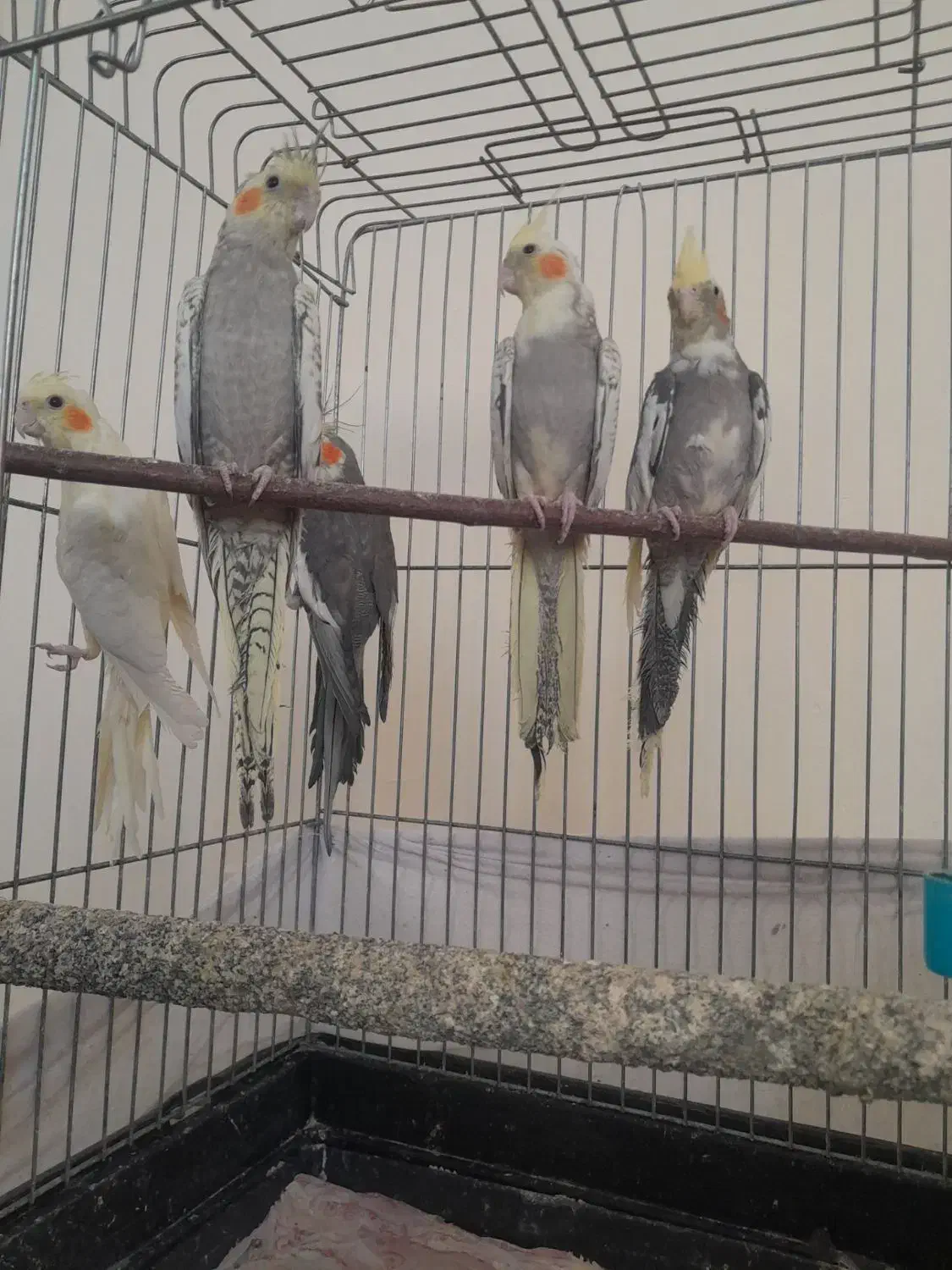 عروس هلندی|پرنده|دماوند, دماوند|دیوار