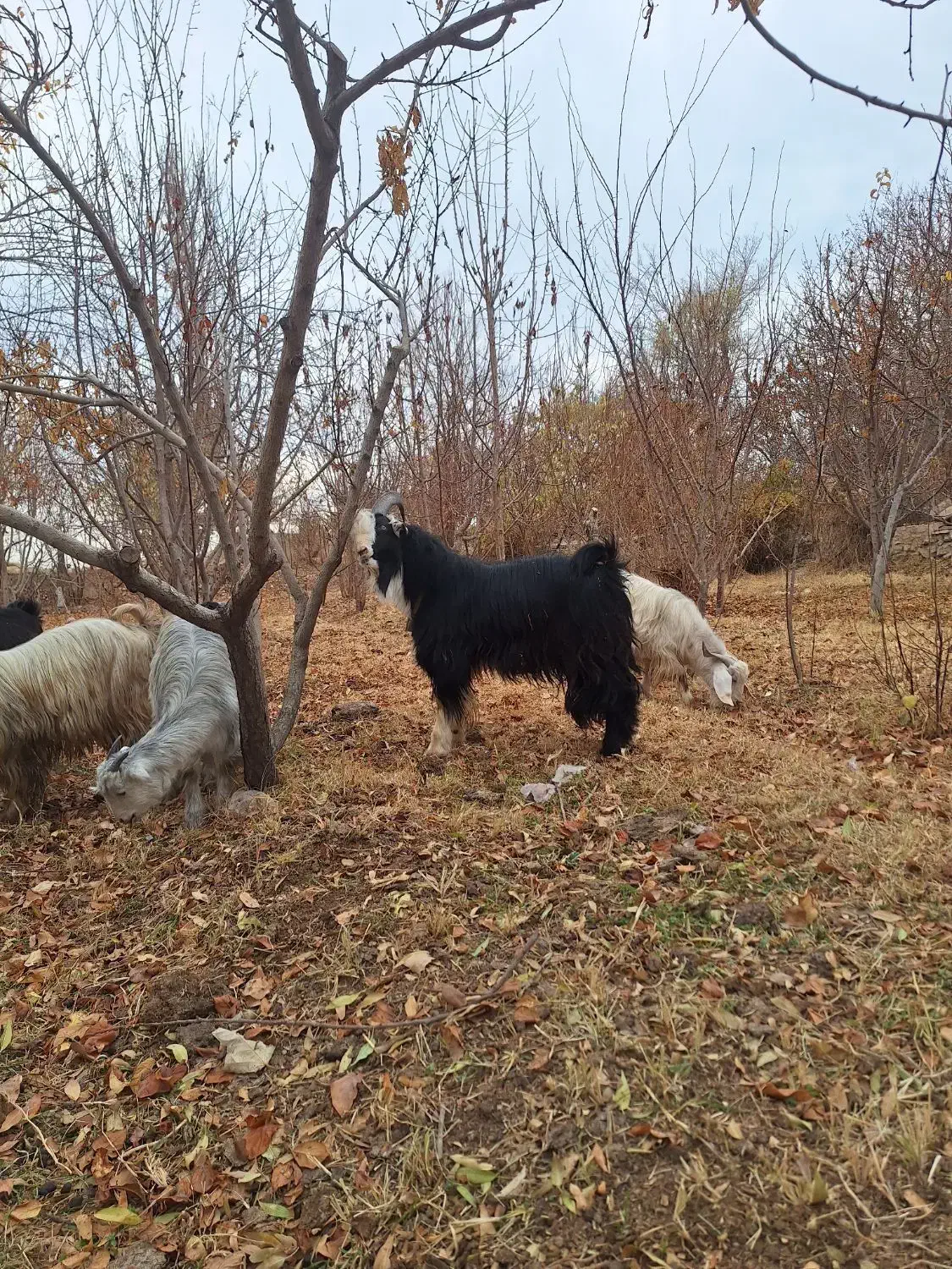 بزغاله دوبری شاخ انبر و بزغاله ماده پاکستانی|حیوانات مزرعه|مبارکه, |دیوار