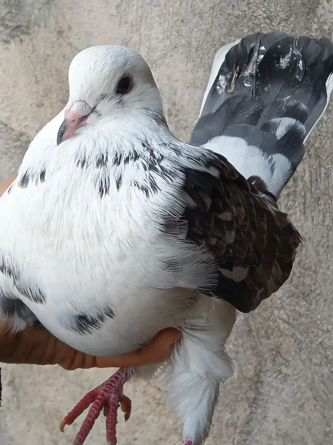 یه جفت کبوتر پرشی|پرنده|رشت, تازه آباد|دیوار