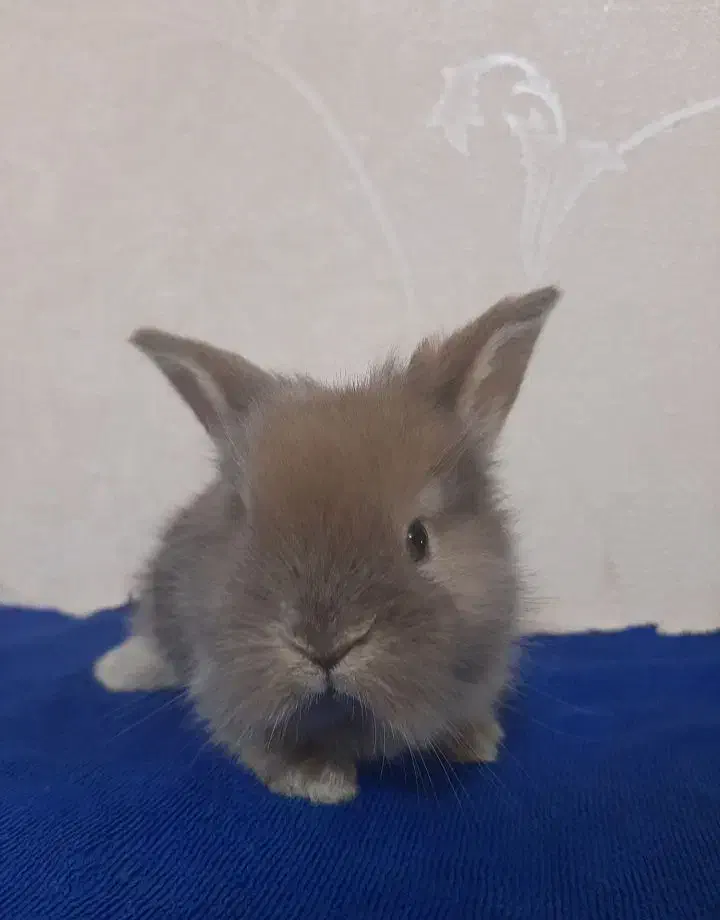 خرگوش لوپ مینیاتوری|موش و خرگوش|بروجرد, |دیوار