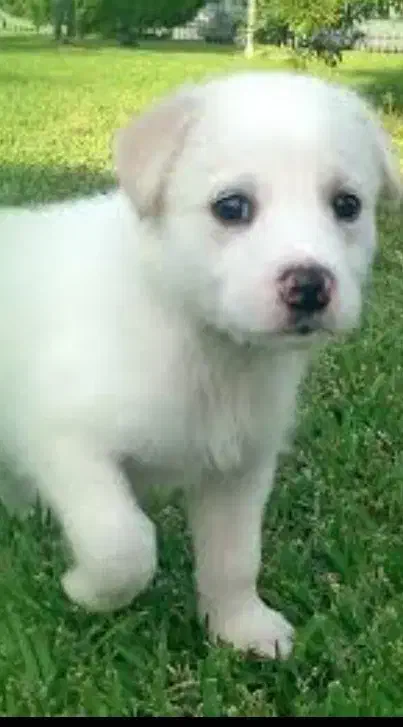 واگذاری اشپیتز|سگ|بهشهر, |دیوار