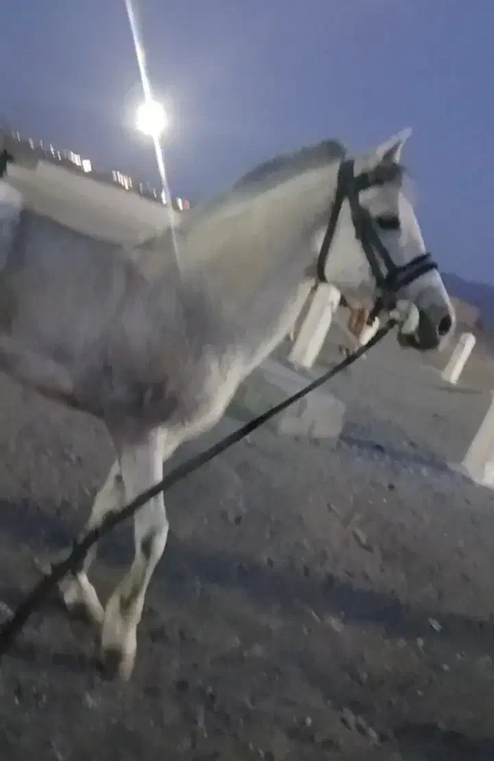 اسب نریان|اسب و تجهیزات اسب‌سواری|بیرجند, |دیوار