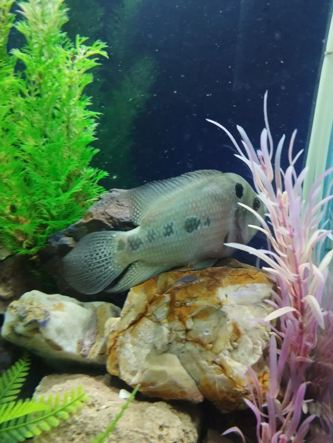 ماهی فلاور گوشتخوار|ماهی|کرمانشاه, |دیوار