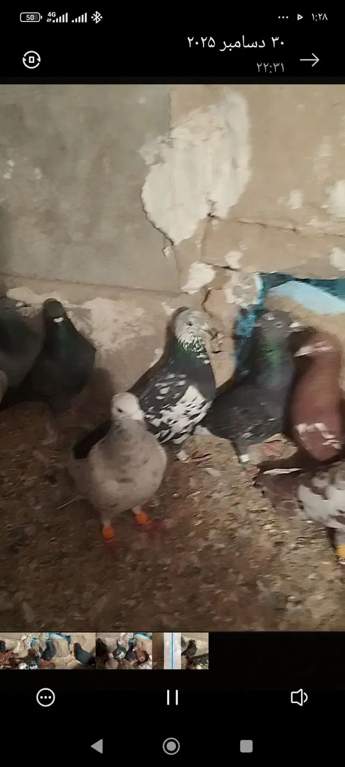 کبوتر|پرنده|خرمدشت, |دیوار