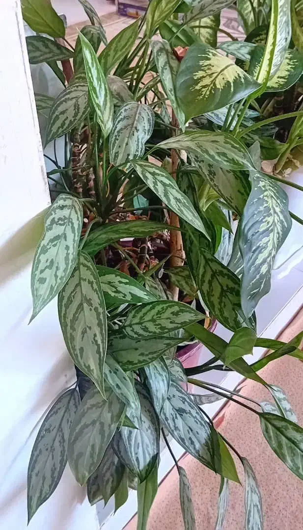 فروش گل های زینتی و آپارتمانی|گل و گیاه طبیعی|بلبان آباد, |دیوار