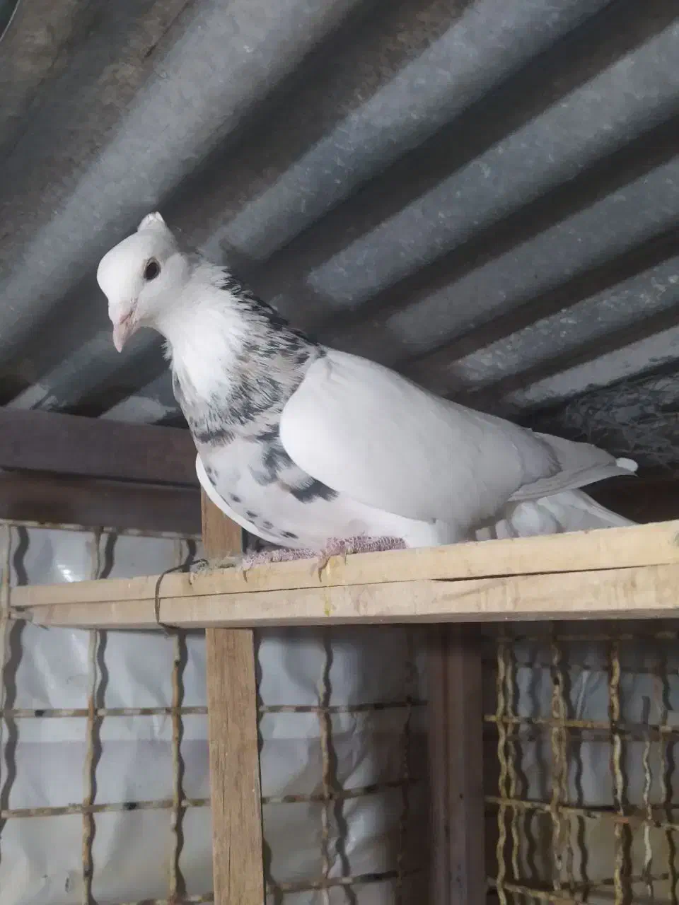 طوقی هفت رنگ آس|پرنده|شاهرود, |دیوار