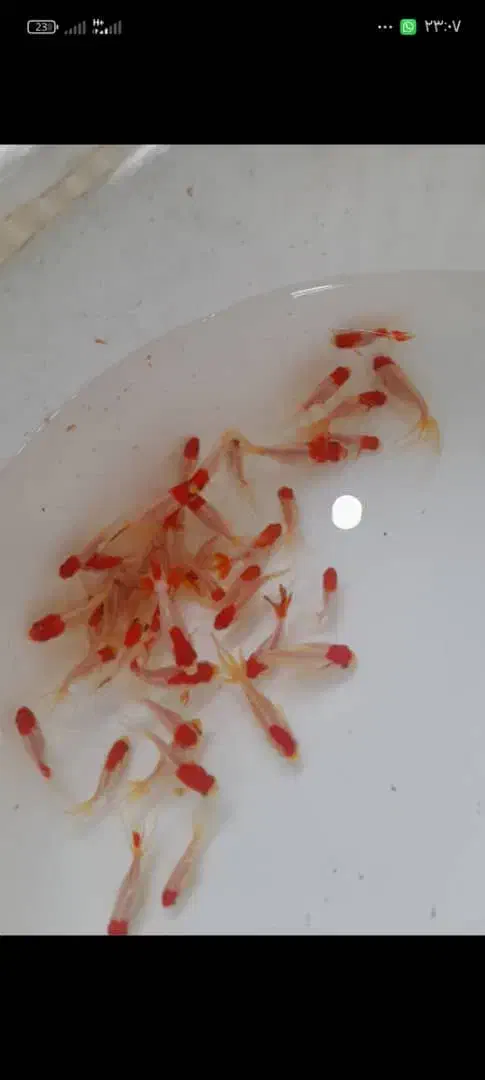 فروش انواع ماهی قرمزگلفیش تلسکوپی ارسال همه شهرها|ماهی|رشت, بیجارپس|دیوار