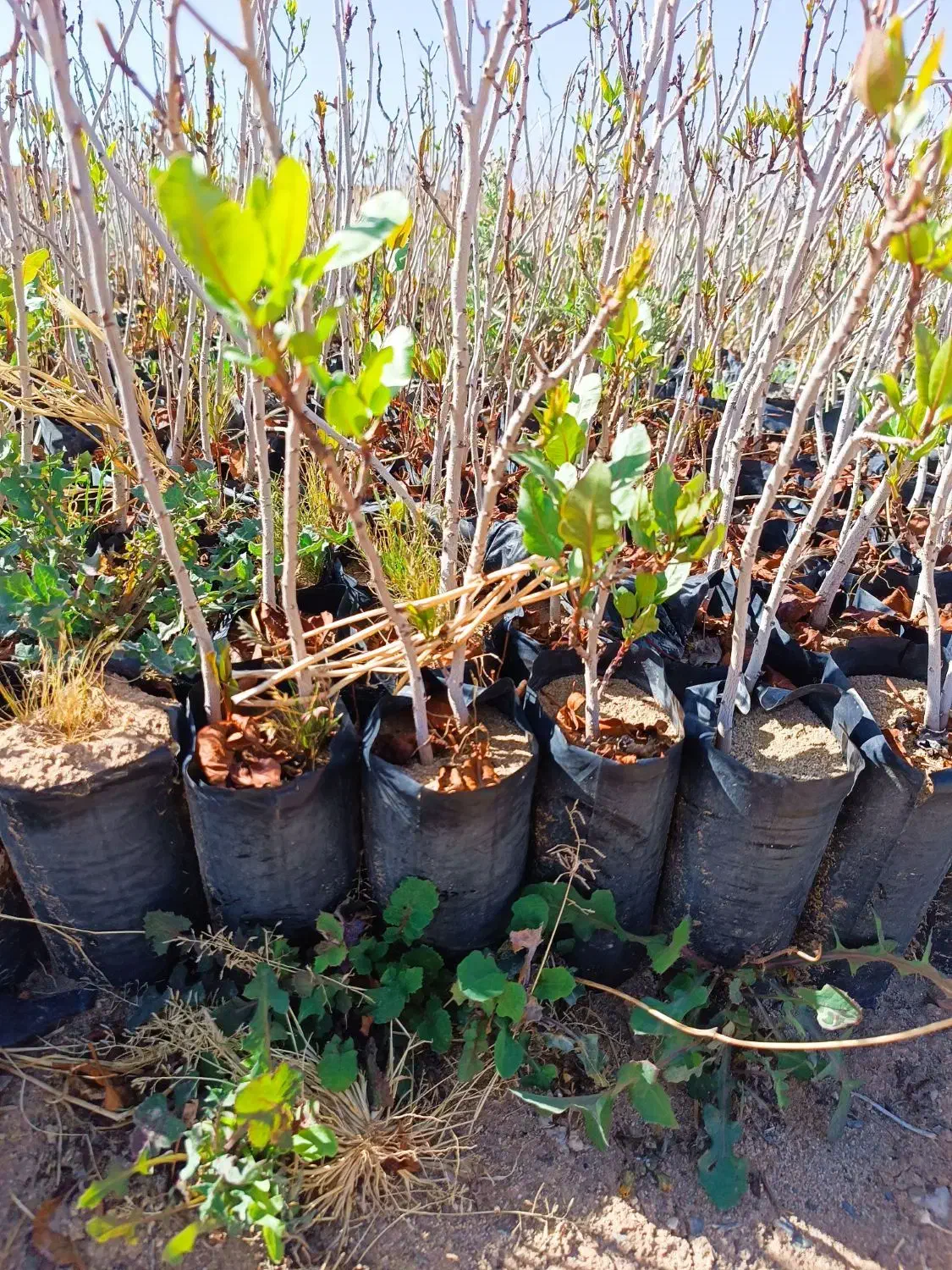 نهال. پسته.|خدمات باغبانی و درختکاری|قزوین, |دیوار