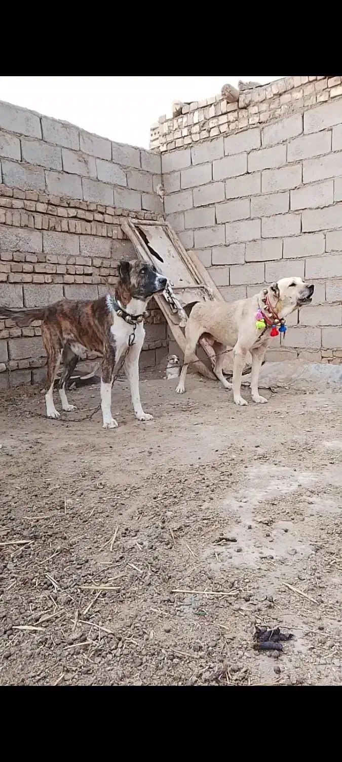جفت حیون گوسفندی رمتاز اجیر ب زمانت گله همه|سگ|زاوه, |دیوار