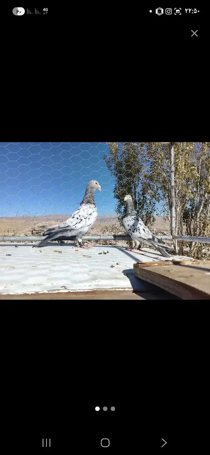 نروماده سار موشی زات عالی تخم جوجه خاطر جمع|پرنده|تربت‌حیدریه, کلاته توکلی|دیوار