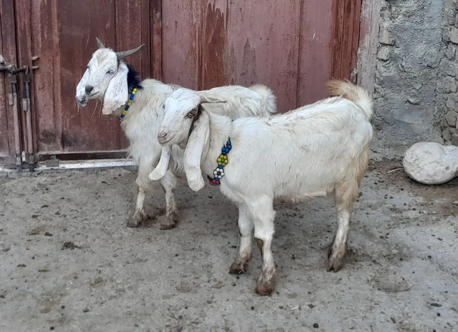 دوتا چپش یکی نر و یکی ماده|حیوانات مزرعه|بروجرد, |دیوار