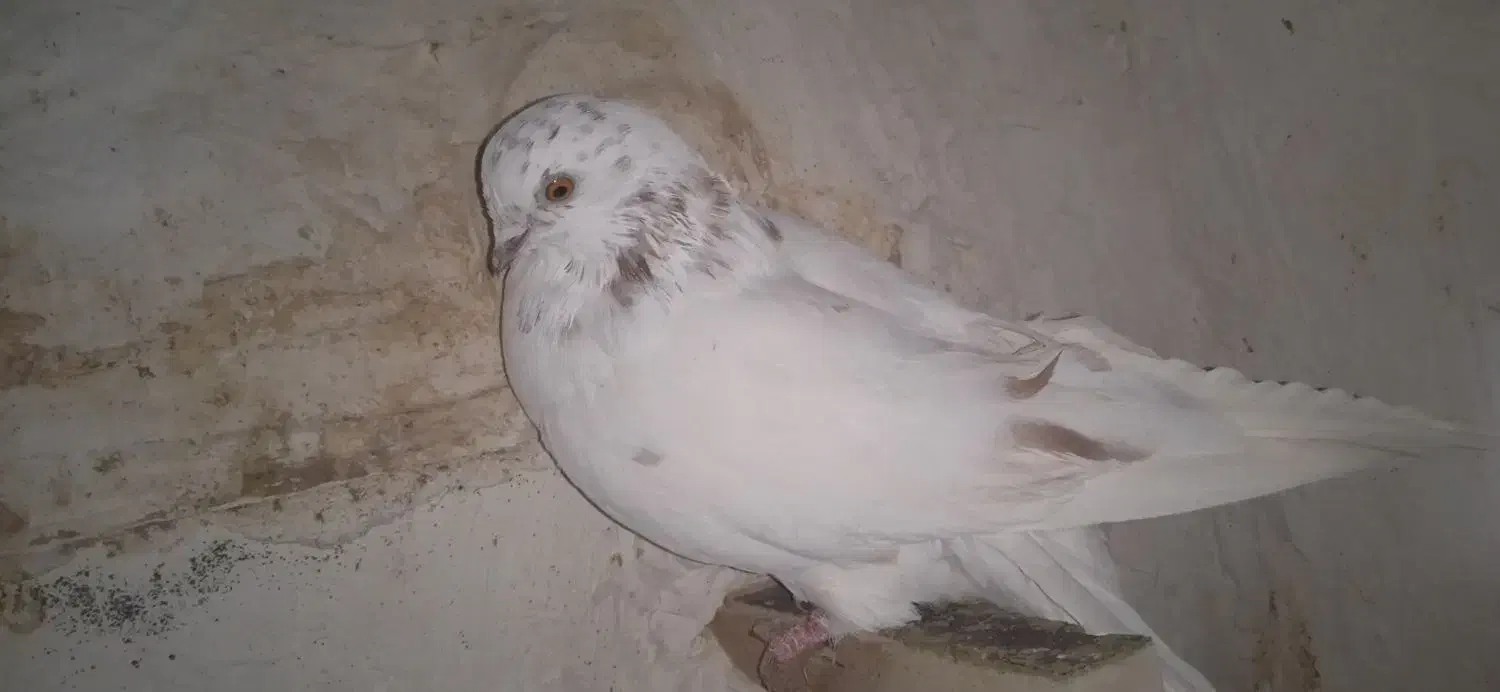 6تاسفید چشم زرد|پرنده|زرند, |دیوار