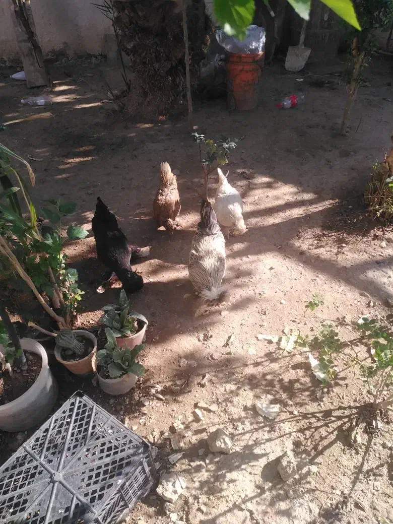 فروش ۳عدد مرغ ویک خروس سلطان|حیوانات مزرعه|مسجد سلیمان, |دیوار