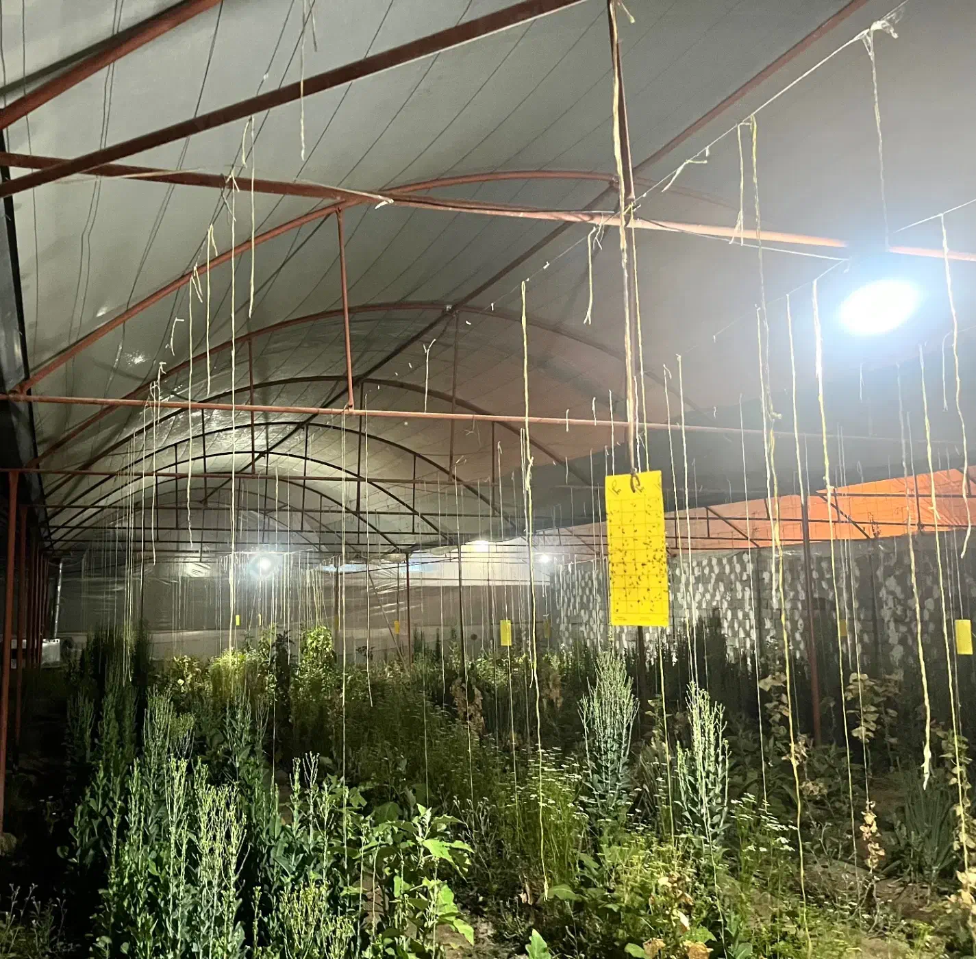 سه دهنه گلخانه|فروش دفتر صنعتی، کشاورزی، تجاری|سراوان, |دیوار