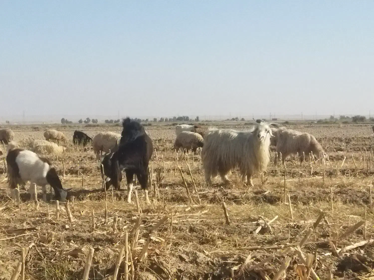 بز داشتی25تومن|حیوانات مزرعه|مهران (ایلام), |دیوار