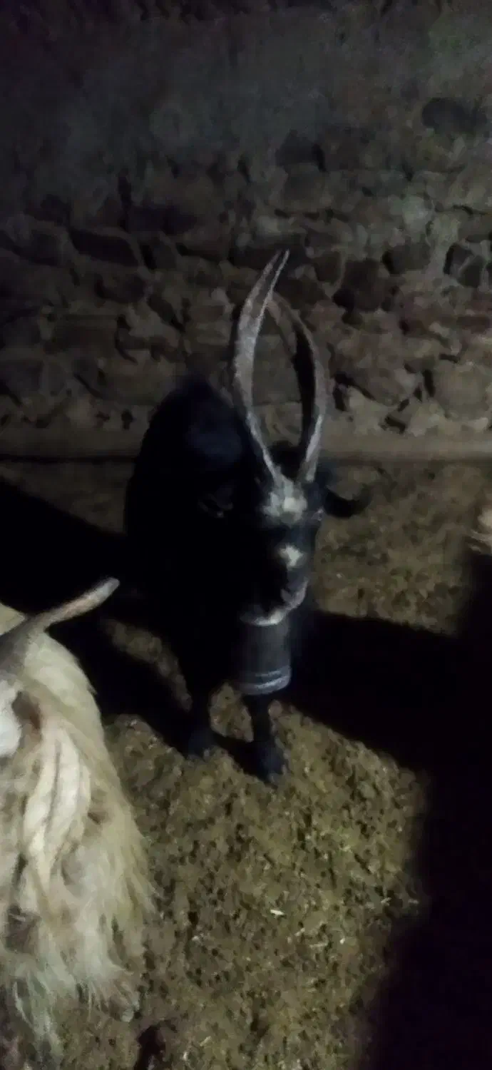 بز شاخ انبری قمی اصل ریش سفید|حیوانات مزرعه|مهاجران, |دیوار