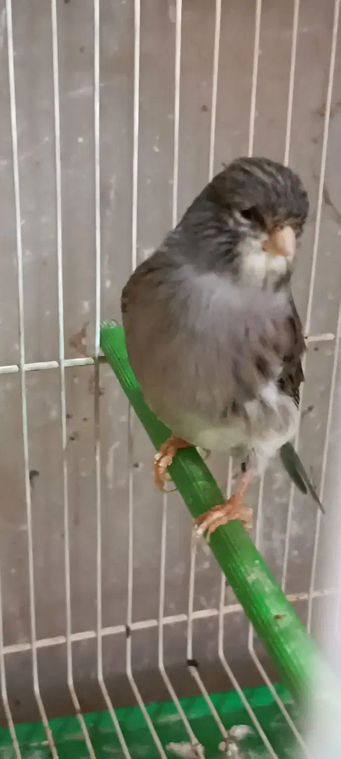 قناری و طوطی کوتوله|پرنده|مشهد, امامیه (شهرک غرب)|دیوار