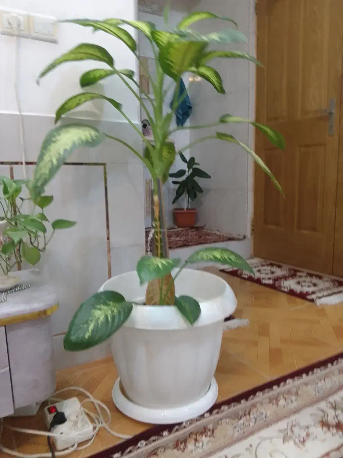 گل دیفن باخیا|گل و گیاه طبیعی|شهرضا, |دیوار