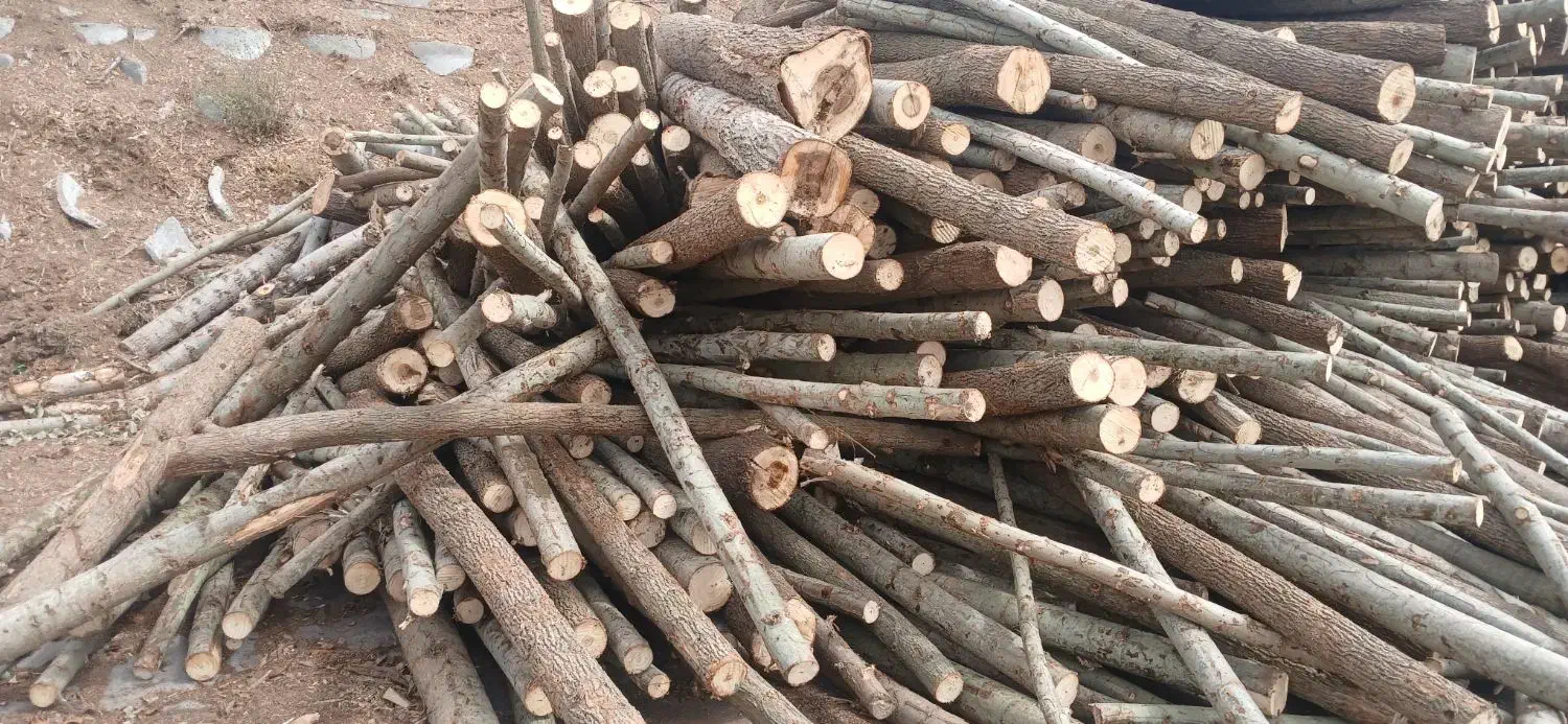 خرید چوب باغی وحیاتی|خدمات باغبانی و درختکاری|پارس‌آباد, |دیوار