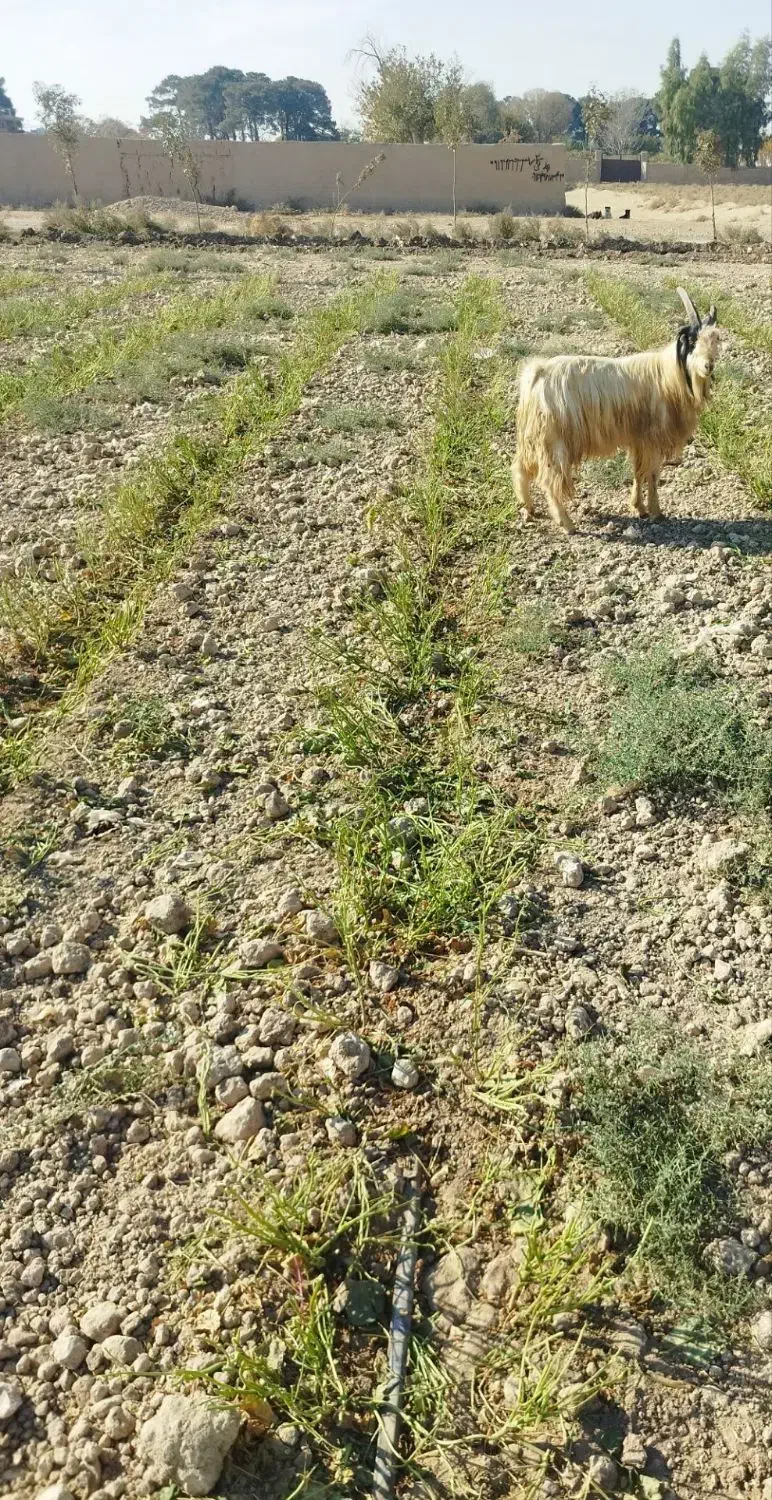 نربز|حیوانات مزرعه|جوادآباد, |دیوار