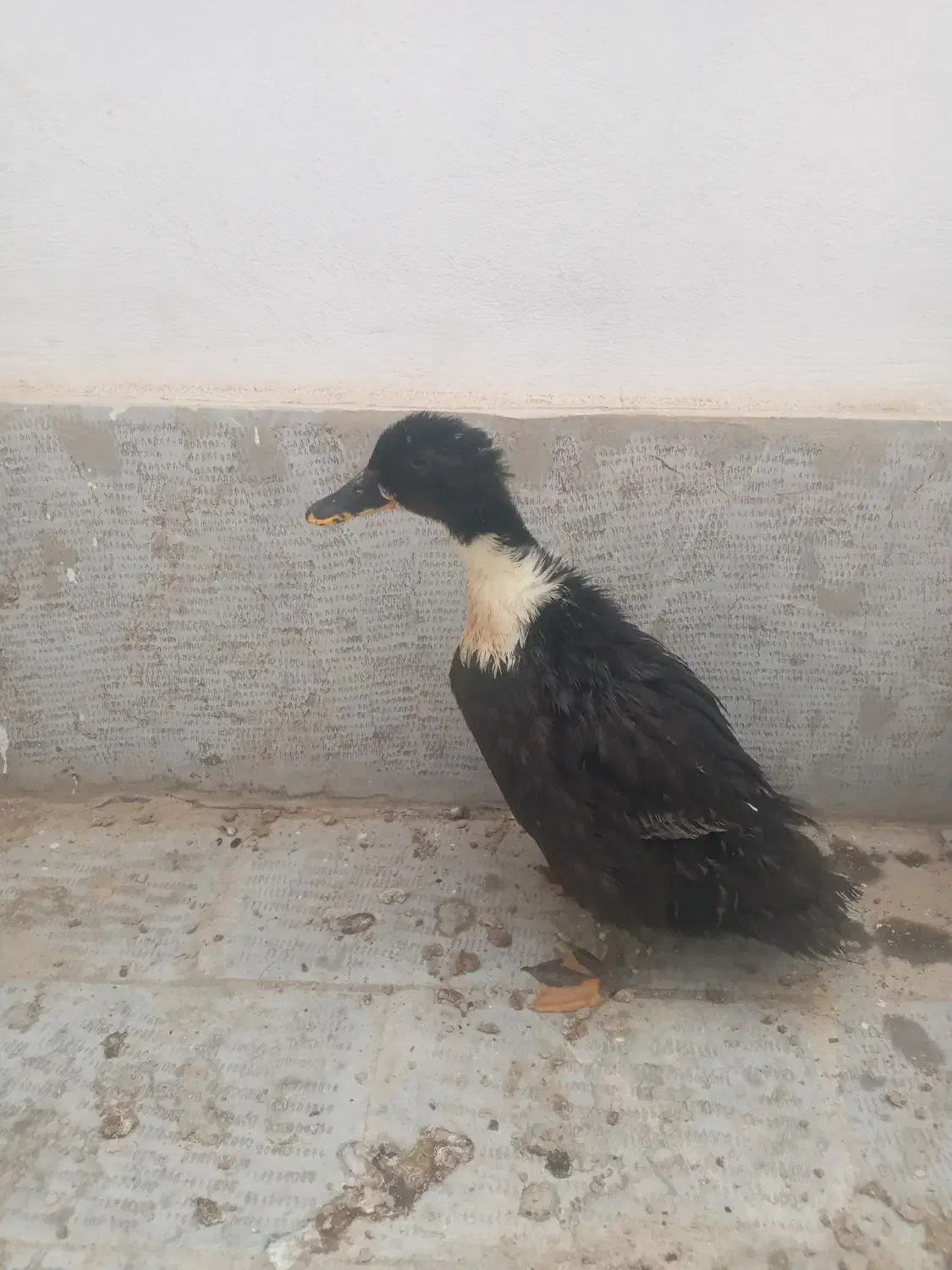 اردک|حیوانات مزرعه|هشتگرد, فاز ۳ مهستان|دیوار