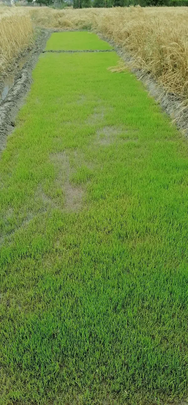 برنج|خوردنی و آشامیدنی|کردکوی, |دیوار