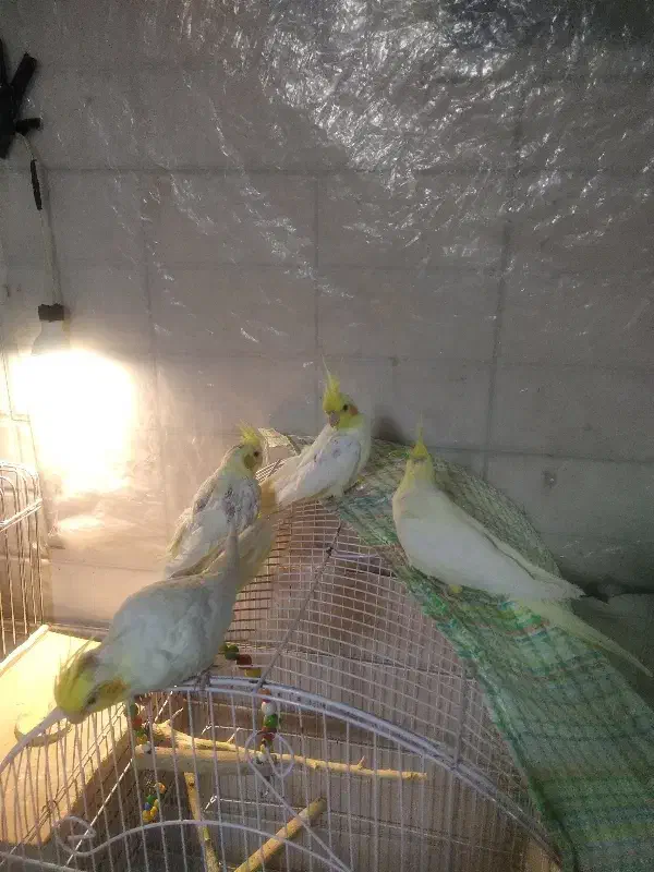 عروسهلندیچهارتا|پرنده|باسمنج, |دیوار