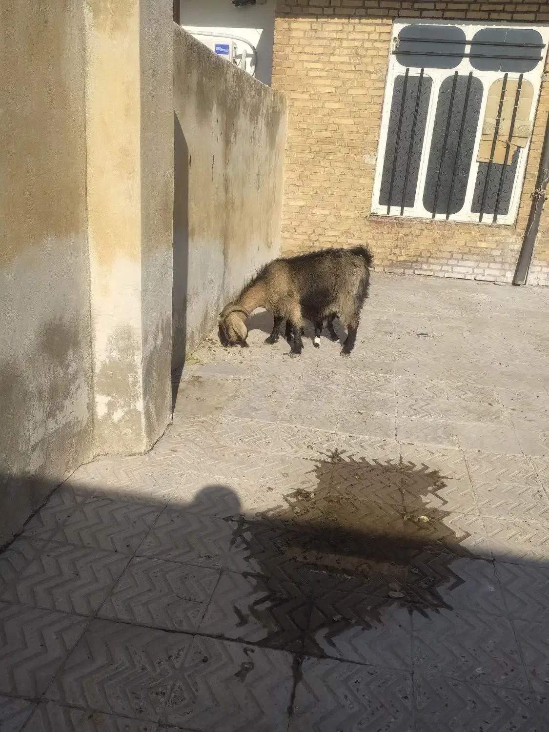 بزوبزغاله نر 95000وچراغ|لامپ و چراغ|آبدانان, |دیوار