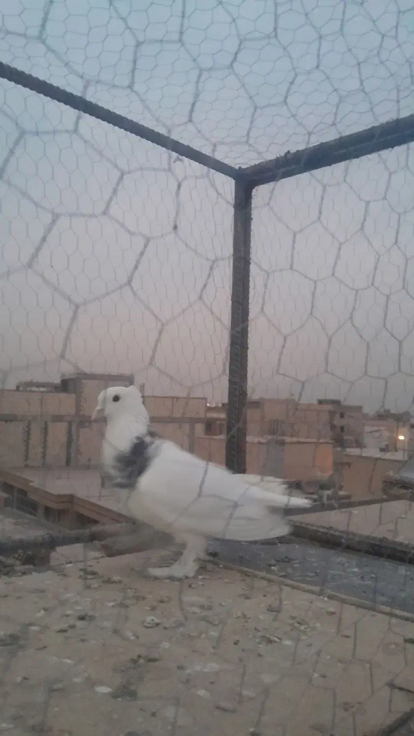 کبوتر طوقی|پرنده|لنجان, |دیوار