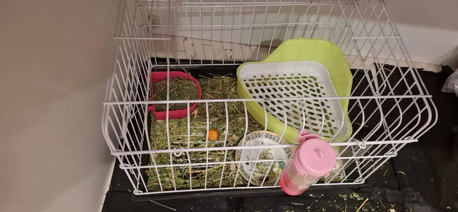 خرگوش|موش و خرگوش|پردیس, فاز ۸|دیوار