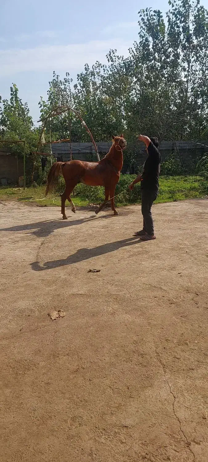 کره پلنگ قشقایی با برگه کشش|اسب و تجهیزات اسب‌سواری|صومعه‌سرا, |دیوار