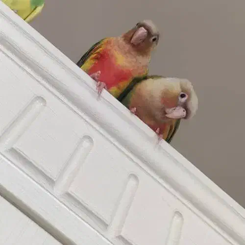 گرینچیک جفت|پرنده|شاهرود, |دیوار