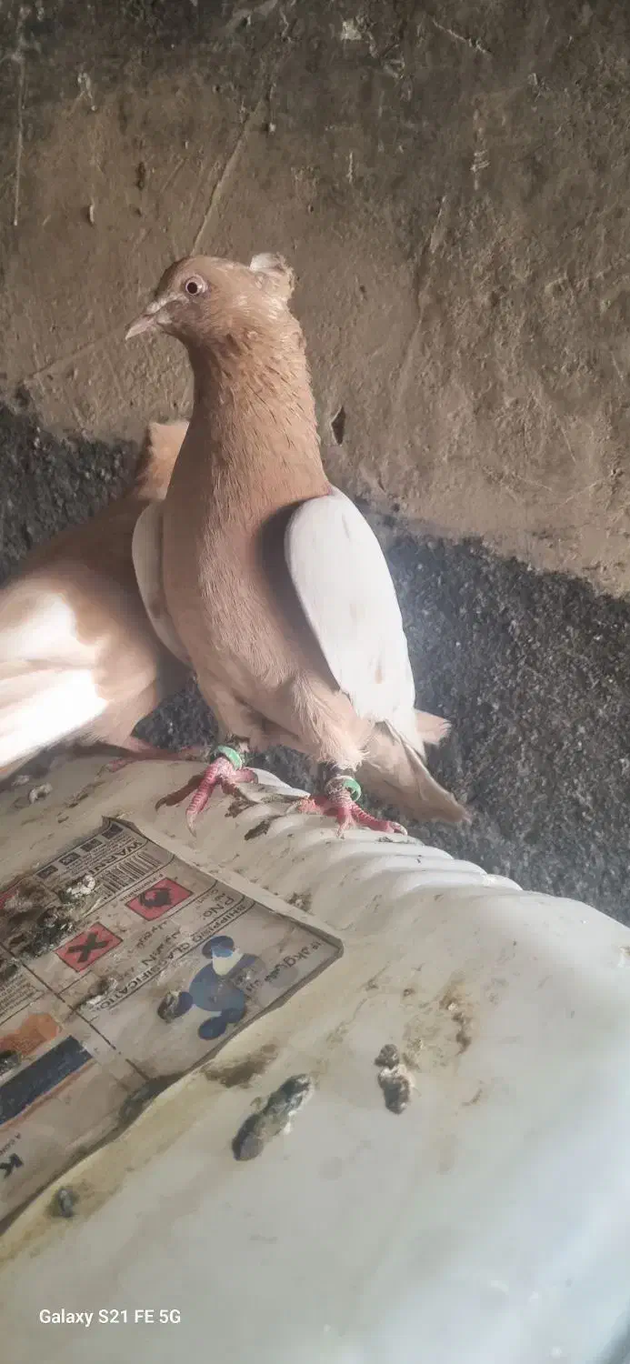 سینه ای|پرنده|شوشتر, |دیوار