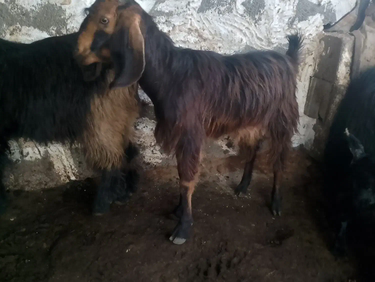 کهره نر و چویش|حیوانات مزرعه|بندر دیر, |دیوار