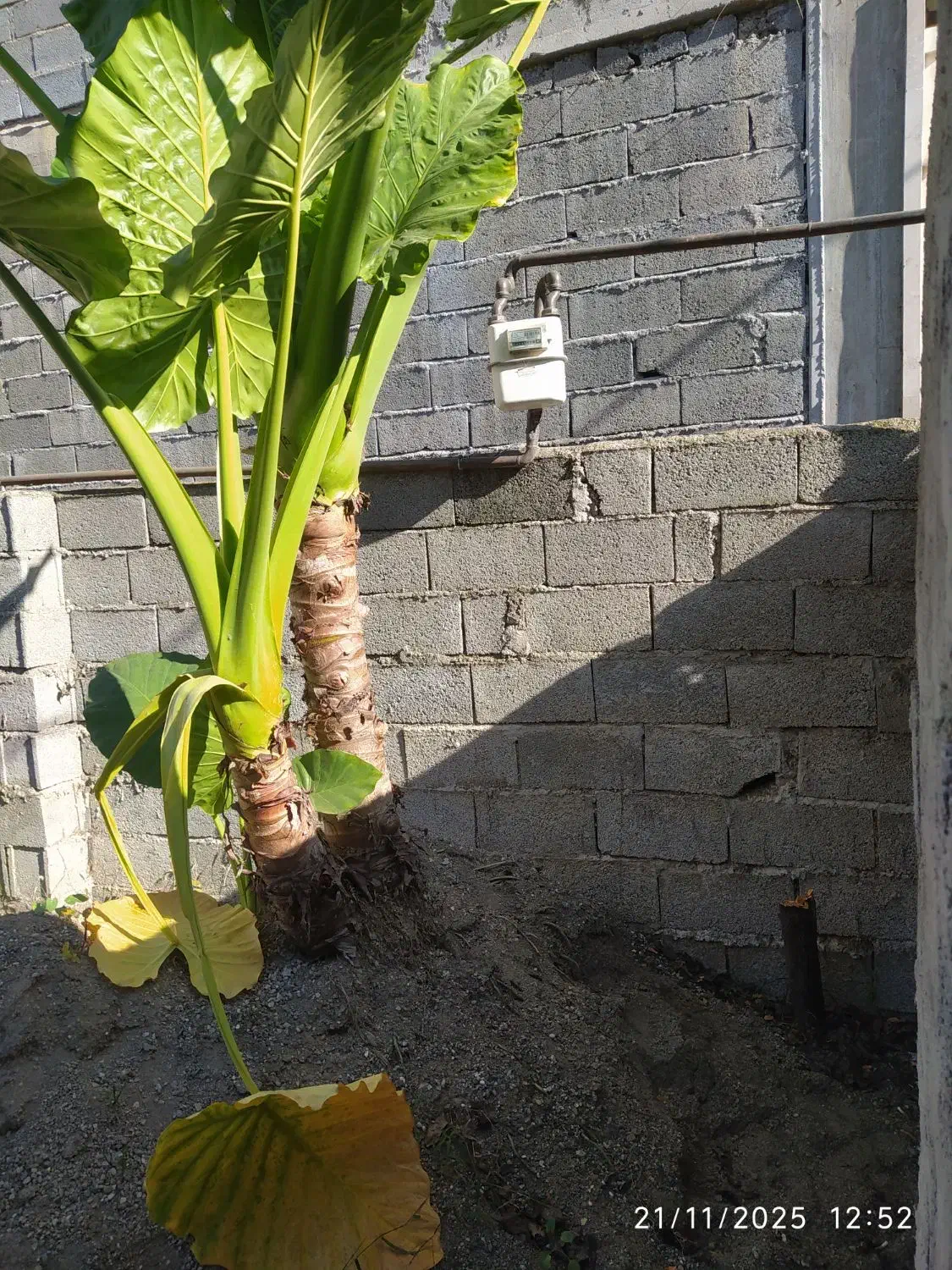 گل بابا آدم بزرگ بیش از 3متر|گل و گیاه طبیعی|رحیم‌آباد, |دیوار