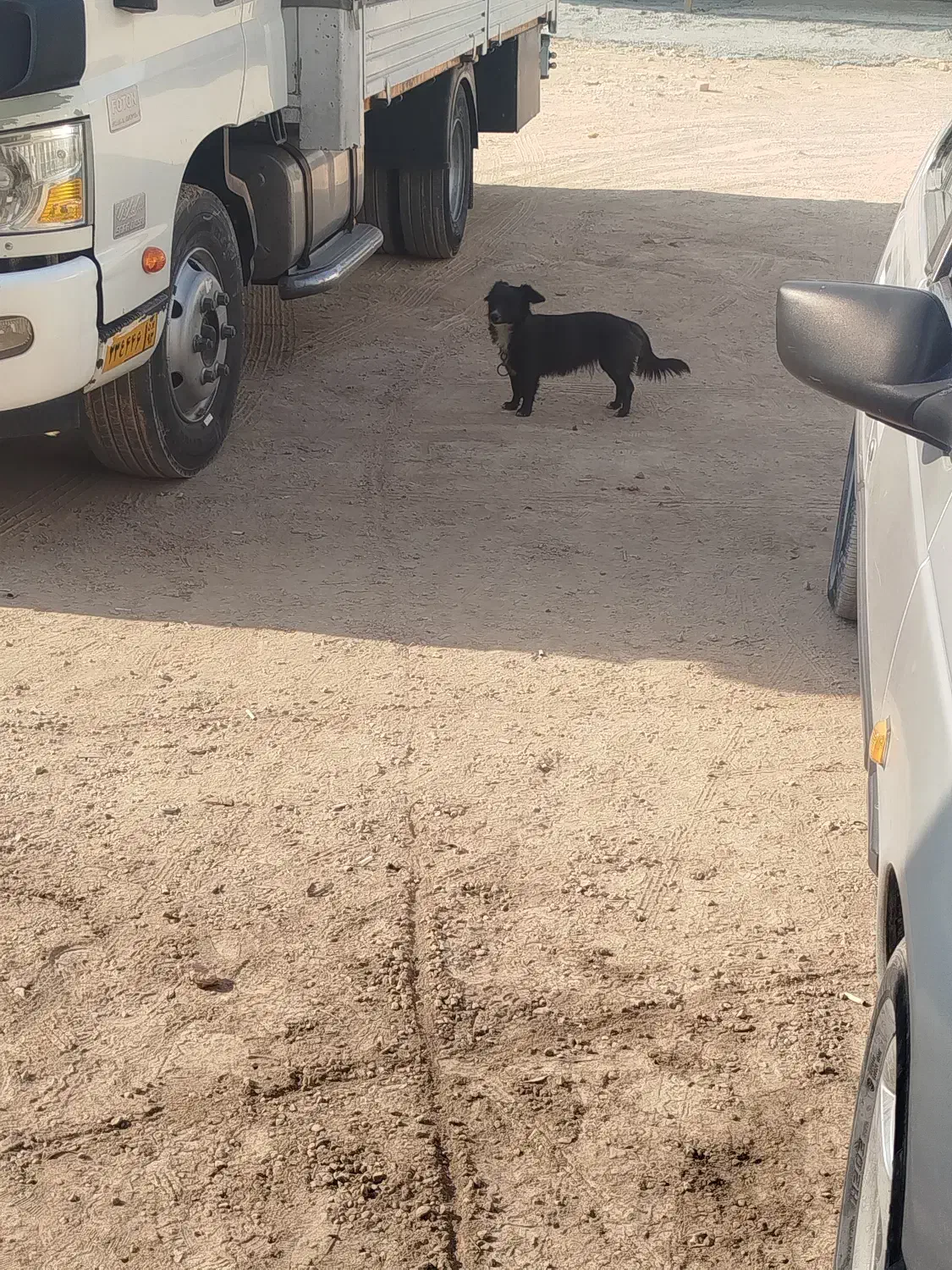 سگ ماده|سگ|مرودشت, کوشک|دیوار