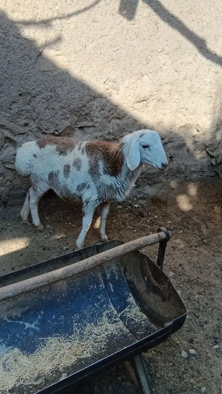 گوسفند فروشی نر|حیوانات مزرعه|درمیان, |دیوار