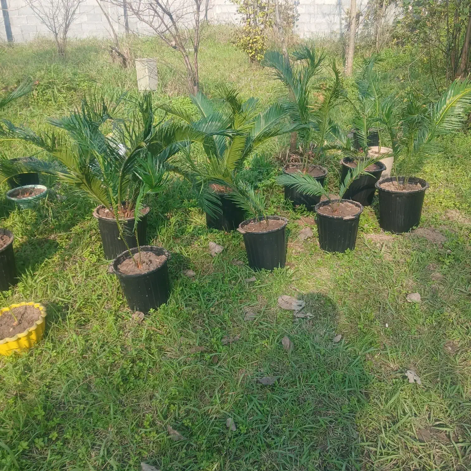 سیکاس|گل و گیاه طبیعی|خمام, |دیوار