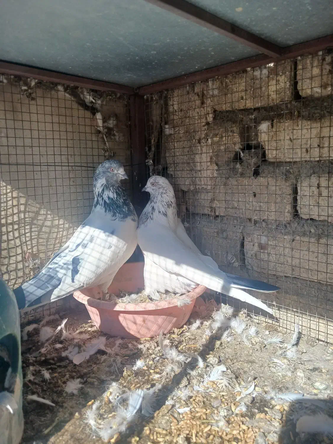 کبوتر پرشی|پرنده|پیر بکران, |دیوار